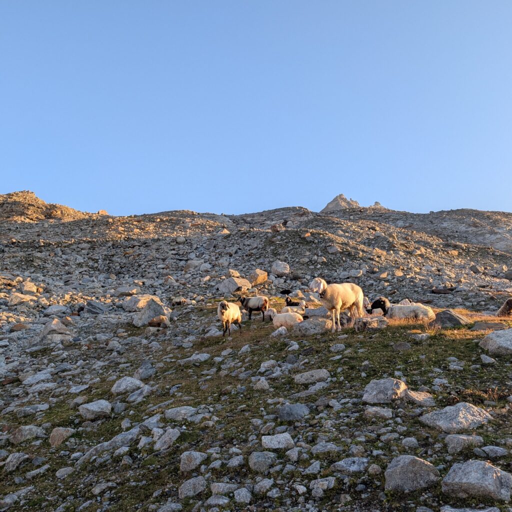 Olperer Guten Morgen Weckruf der Schafe