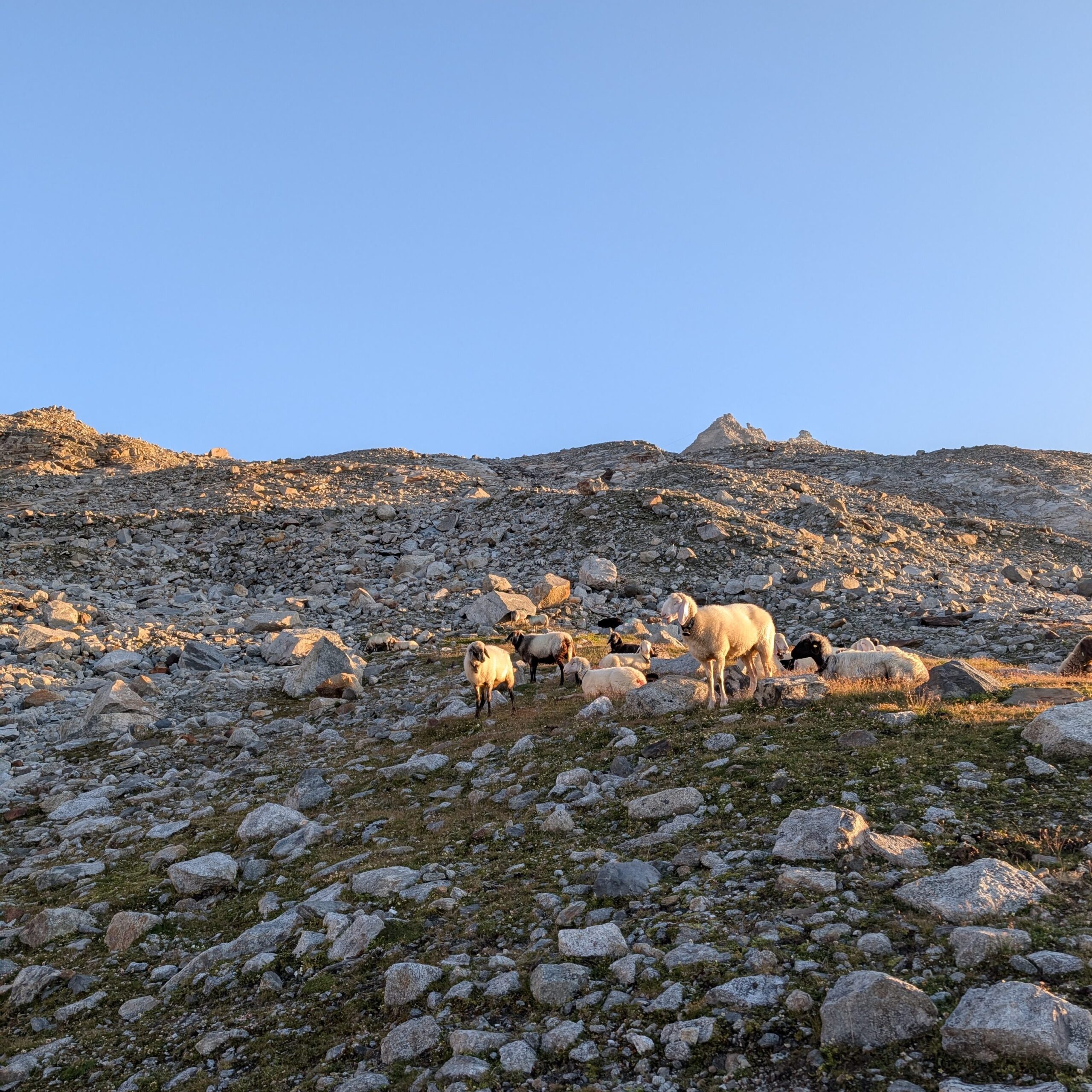 Olperer Guten Morgen Weckruf der Schafe